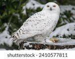 Snowy owls outside in winter with dead chicks on a log.
