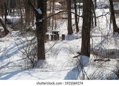 Snowy Park Bench Amongst Trees