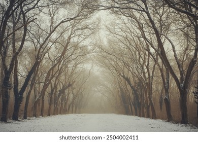 A snowy park landscape. Bare trees, their branches arching overhead, creating a tunnel-like effect. The muted tones and misty atmosphere evoke a serene, wintery stillness. - Powered by Shutterstock