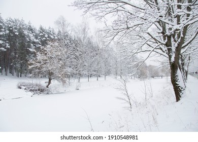 Snowy Park With Trees And Bushes.