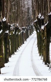 The snowy path