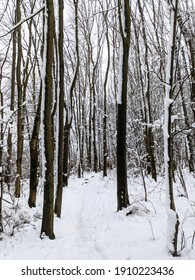 Snowy path through the forest