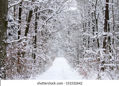 Snowy Path In Winter