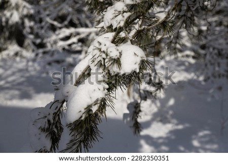 Snowy photo of a spruce branch closeup with shadow and sun