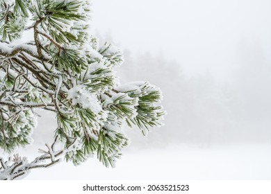 Snowy Pine Branch On A Cold Winter Day