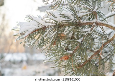 Snowy pine branches, close-up. needles in ice.