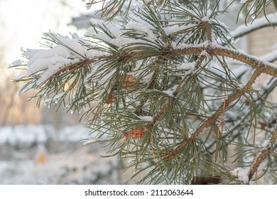 Snowy pine branches, close-up. needles in ice.