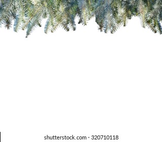 Snowy Pine Branches Isolated On White Background