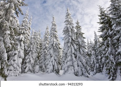 Snowy Pine Forest