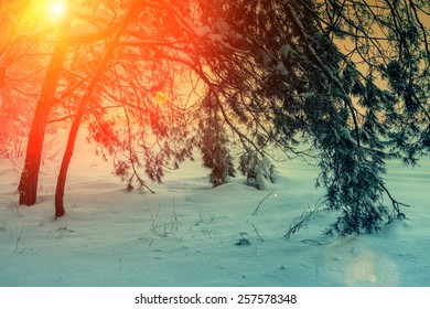 Snowy pine forest at sunset