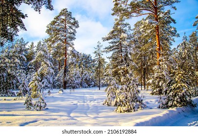 Snowy Pine Forrest Trees Landscape