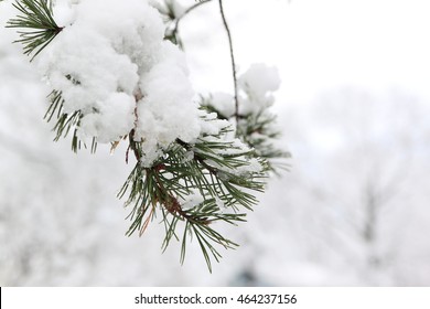 Snowy Pine Needles