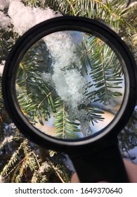 Snowy Pine Needles Glistening In The Sunlight