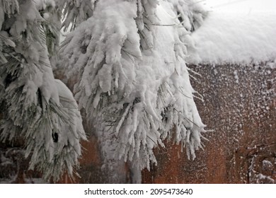 Snowy Pine Needles On A Brown Background. Photographed During A Snowstorm In The City Of Safed