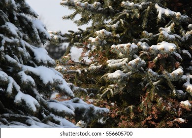 Snowy Pine Tree