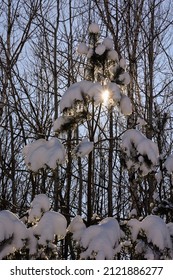 Snowy Pine Tree Backlight Brilliant Sunrise.