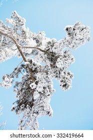 Snowy Pine Tree Branch And Blue Sky. Natural Seasonal Scene.