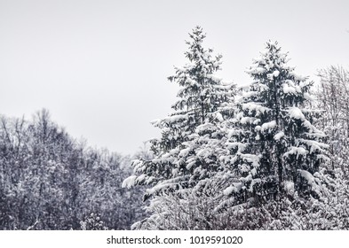snowy pine trees