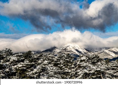 snowy pine trees in front of snowy mountain landscape
