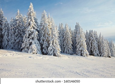 Snowy Pine Trees On A Winter Landscape