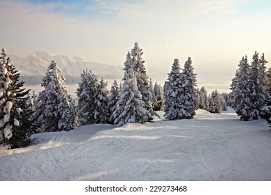 Snowy Pine Trees On A Winter Landscape