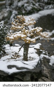 A snowy planted larch bonsai.