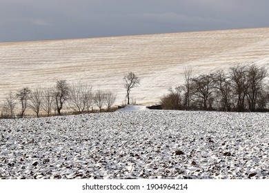Snowy Plowed Field, Row Of Trees In The Background. Winter Landscape On The Farm. 