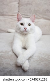 Snowy Plump Cat On Plush White Sofa Whit Expressive Look