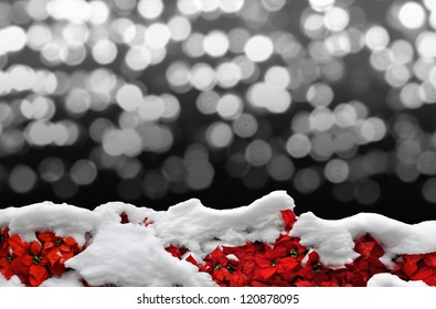 Snowy Poinsettia Border With Lights Bokeh In Background