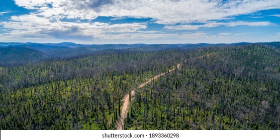 Snowy River National Park Forest After Bushfires In Victoria, Australia - Aerial Panorama