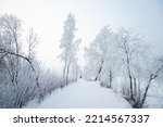 Snowy river path in january