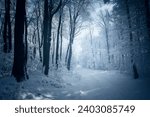 snowy road in dark winter forest