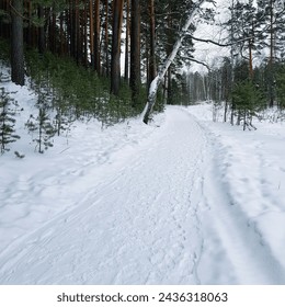 Snowy road in the pine forest. Winter landscape with trees covered with snow - Powered by Shutterstock