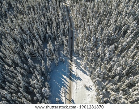 snowy road through trees and forest