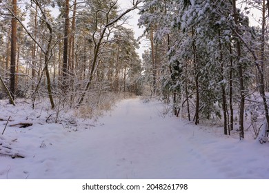 Snowy rorest path in winter with lots of snow for hiking and walking,individual small deciduous trees along the way