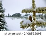 Snowy scenery in the mountains of Washington