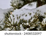 Snowy scenery in the mountains of Washington