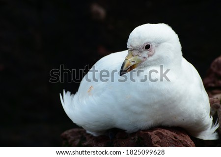 Snowy sheathbill (Chionis albus), only land bird native to the Antarctic continent