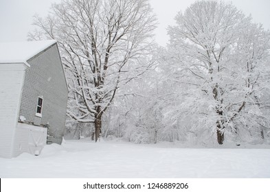 Snowy Snow Covered Trees In Back Yard With White House Or Barn.  Gray Winter Snowstorm.