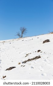 Snowy sunny Ticha Sarka in the Winter, Nature Reserve in Prague - Shutterstock ID 2110028003