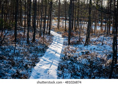 Snowy Tourist Hiking Trail In Woods In Winter. Trails In Snow