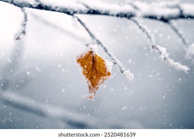 snowy tree branch with dry withered leaf in forest on blurred background during snowfall - Powered by Shutterstock