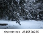 Snowy tree branches draped over a winter landscape of the icy Sugar River in Newport, New Hampshire.