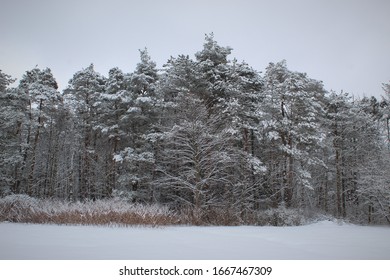 A Snowy Tree Line With A Red Bush With Snow Covered Ground And Gray Sky