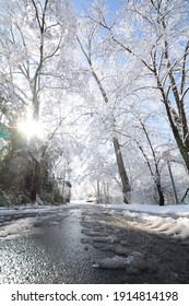 Snowy Tree Lined Street In Marietta, GA