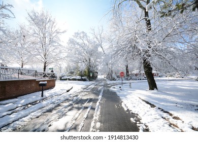 Snowy Tree Lined Street In Winter