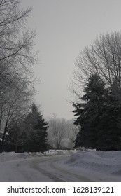 Snowy Tree Lines Midwestern Streets