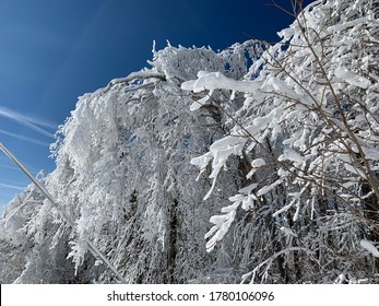 Snowy Tree In Manchester, Vermont. Ski Weather!