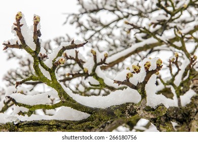 snowy tree pear with bud of pear