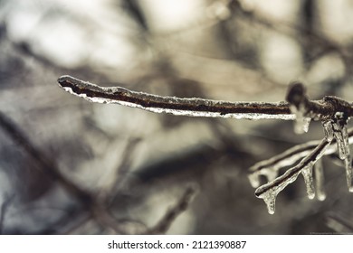 Snowy Tree In Texas Winter Storm